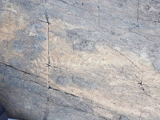istock Mistaken Point Ecological Reserve and World Heritage Site 1161432202