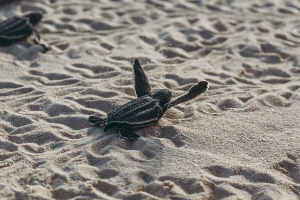 istock Baby Leatherback Turtle Crawling To The Ocean. 1161433297