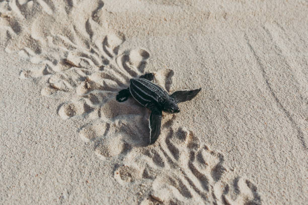 una tortuga bebé de espalda de cuero hatchling en un camino al océano - turtle young animal beach sand fotografías e imágenes de stock