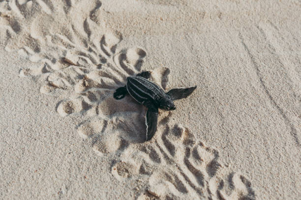 istock A Baby Leatherback Turtle Hatchling In A Trail To The Ocean 1161433380