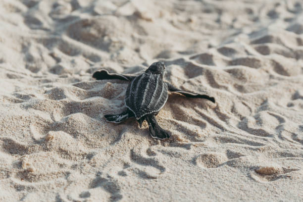 istock A Baby Leatherback Turtle Hatchling In A Trail Towards The Ocean 1161433381