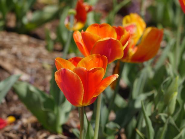 istock Yellow orange tulip flowers 1161433781