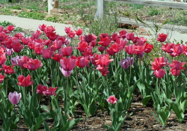 istock Colorful tulip flowers 1161433956
