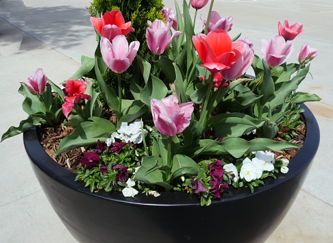 Blooming colorful flowers in a huge black pot by a concrete sidewalk