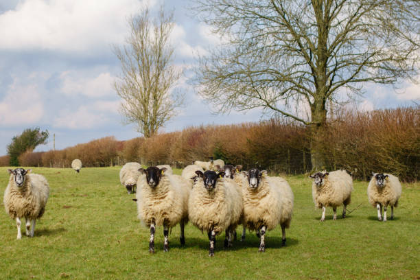 A flock of sheep A flock of inquisitive  sheep in the late winter sunshine in a meadow nigel pack stock pictures, royalty-free photos & images