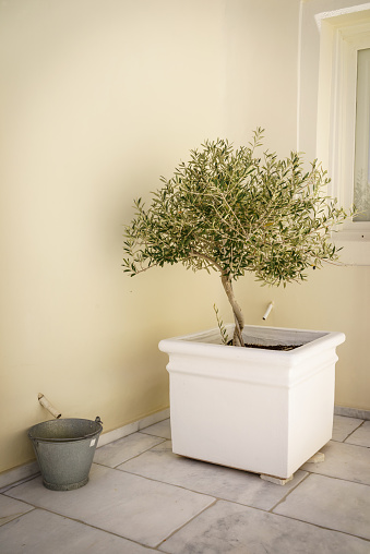 An Olive Plant and Pot on a roof terrace in Santorini Greece