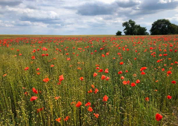 poppies growing in a flax field, rural Belgian countryside, Europe stock photo