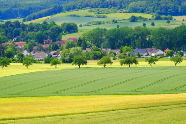istock View on the agricultural fields with grain in Germany. 1161435961