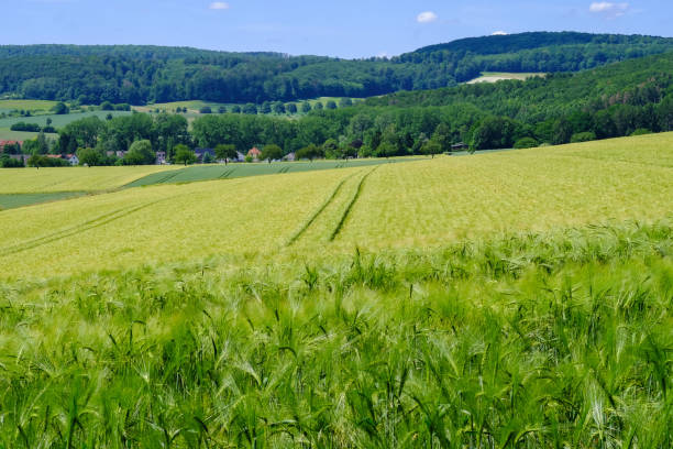 istock View on the agricultural fields with grain in Germany. 1161436333