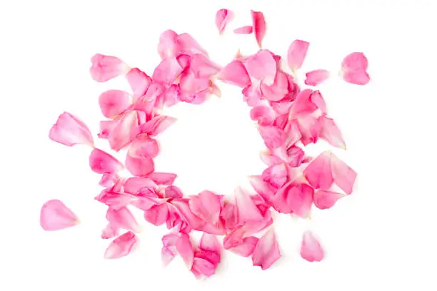 Photo of real rose petals circle on white background