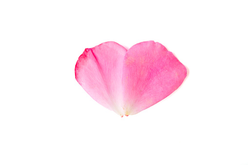 heart shaped real rose petals on white background