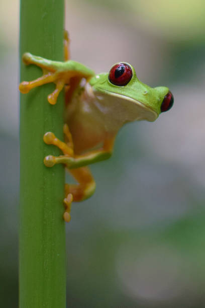 красноглазая древоя лягушка - camouflage animal frog tree frog стоковые фото и изображения