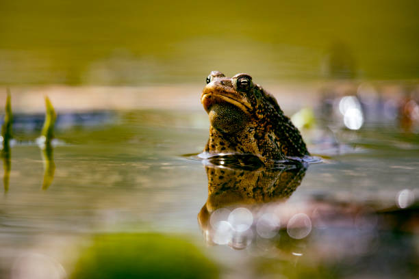 Wildlife Amphibians Malden Park Pond American Toad Eye Level Wildlife Amphibians Malden Park Pond American Toad Eye Level in a local pond anura stock pictures, royalty-free photos & images