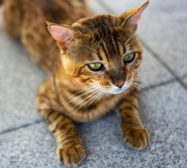 istock Bengal cat outdoors - stock photo 1161442293