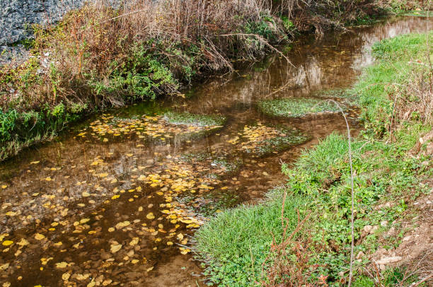 istock Calm creek waters closeup 1161443088