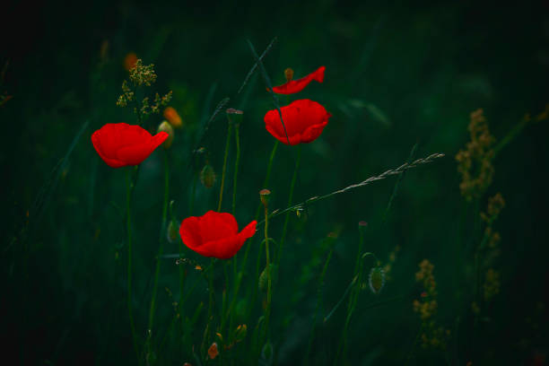 istock poppy in the meadow 1161443181