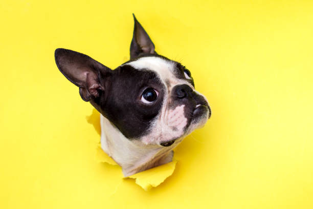Dog breed Boston Terrier pushes his face into a paper hole yellow. stock photo