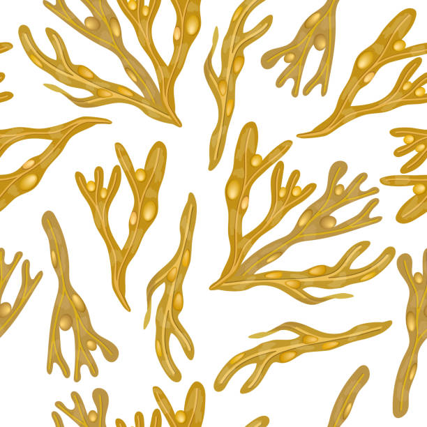 フカスベシクロススシームレスベクトルパターン。膀胱ラック海藻フレーム。海の植物。 - kombu点のイラスト素材／クリップアート素材／マンガ素材／アイコン素材