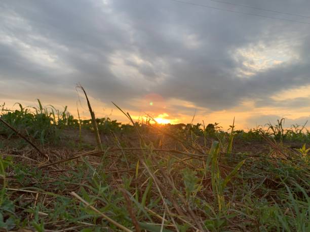 istock Sunset in open countryside, with lawn, grass, sky 1161444506