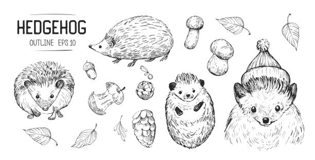 Sketches of hedgehog. Hand drawn illustrations converted to vector Sketches of hedgehog. Hand drawn illustrations converted to vector hedgehog stock illustrations
