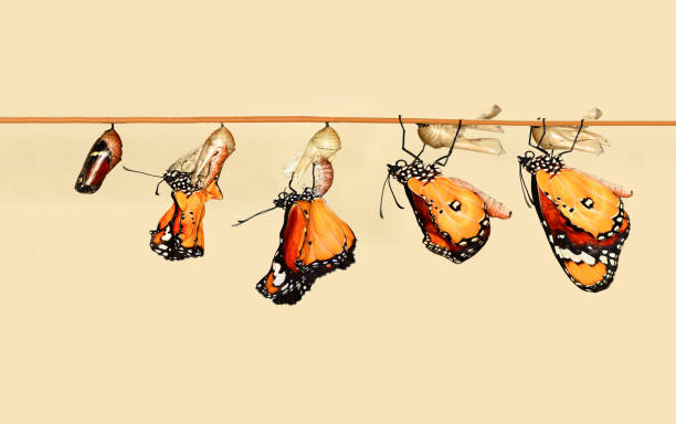 niesamowity moment , monarch butterfly , gąsienica, poczwarka i wyłaniające się ze ścieżką przycinania. - butterfly swallowtail butterfly caterpillar black zdjęcia i obrazy z banku zdjęć