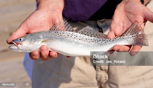 Trout Stock Photo - Download Image Now - Saltwater Fish, Sea, Speckled Trout