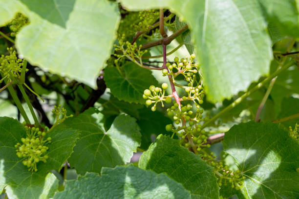 istock organic small grape growing on vines at farm 1161447939
