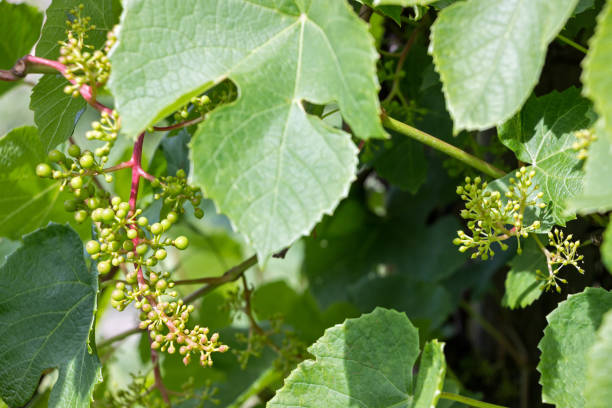 istock organic small grape growing on vines at farm 1161447943