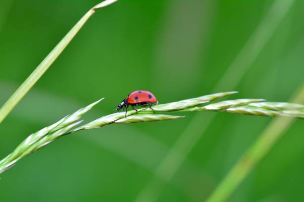 istock Ladybird on plant  in green nature 1161448179