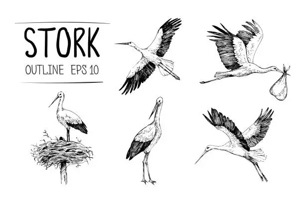 Vector illustration of Sketch of stork illustrations. Hand drawn illustrations converted to vector