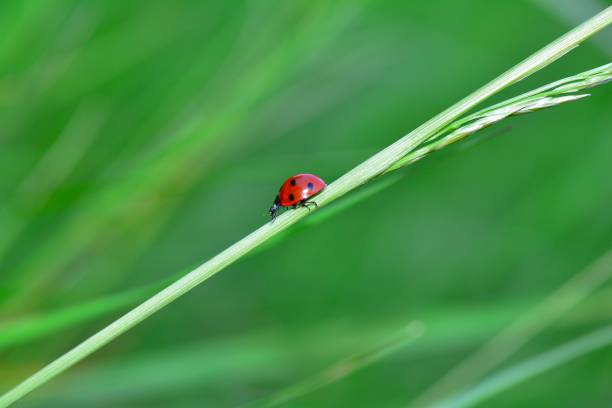 istock A red Harlekin - Ladybird runs on plant in green nature 1161448331