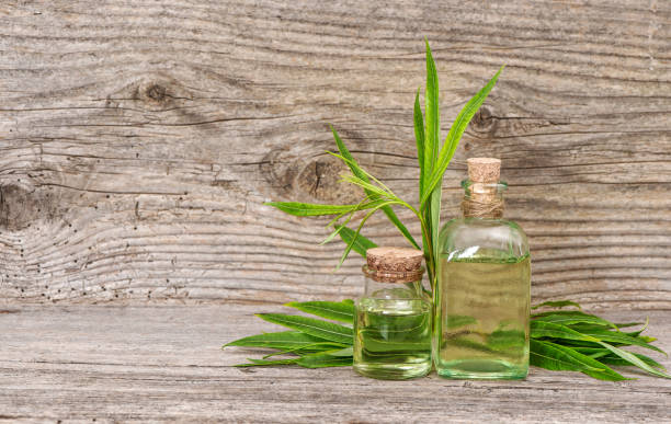 istock Herbal eucalyptus oil essence wooden background 1161448376