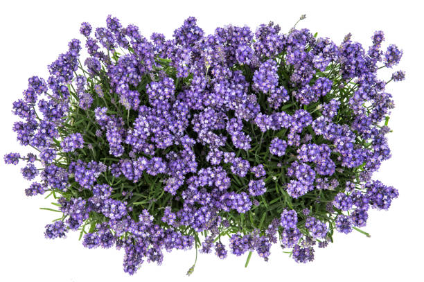 istock Lavender flowers bouquet white background Top view 1161448959