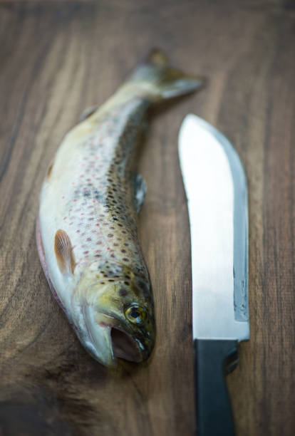 truite fraîche crue sur la table en bois. - catch of fish photos photos et images de collection