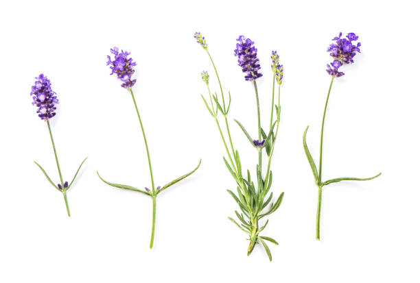 istock Lavender flowers white background Floral flat lay 1161449473