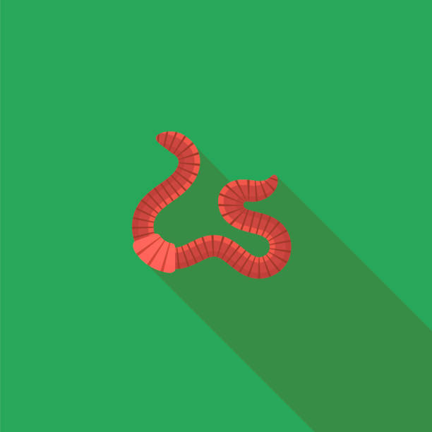 ilustrações de stock, clip art, desenhos animados e ícones de animal earth red worms for fishing on green background. - worm cartoon fishing bait fishing hook