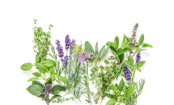 istock Fresh herbs Basil rosemary sage thyme mint dill lavender 1161451241