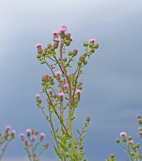 istock Purple thistle blossoms isolated on blue sky 1161451876