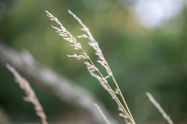 istock In the middle of the wheat field 1161453828