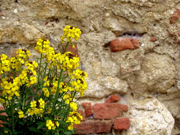 Yellow flowers on an old stone wall background