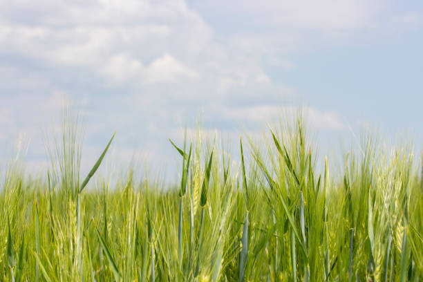 istock Barley field with ripened green spikes, clear blue sky with clouds. Cereal crops of agricultural plants, a wheat rye barley farmer's field. Sunny landscape in nature 1161454914
