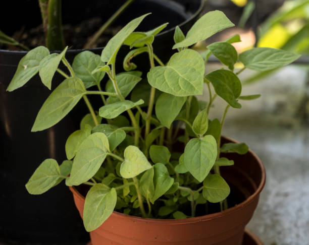 physalis wachsen im topf, wenn sie jung sind - gooseberry fruit growth green stock-fotos und bilder