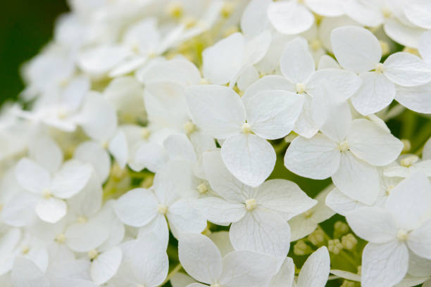 istock Small flowers blooming white hydrangea closeup, garden flower bush. White flowers Hydrangea dogwood, background wallpaper banner 1161455056