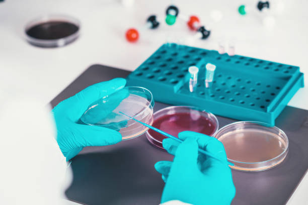 istock Microbiology, working with petri dishes 1161455137