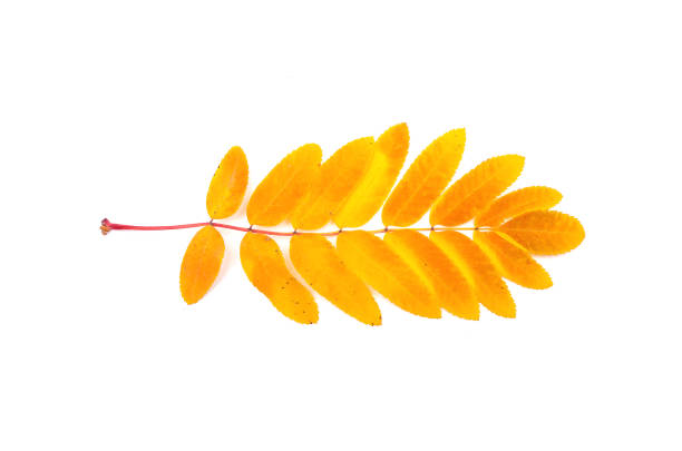 istock Leaves of rowanberry isolated. 1161455848
