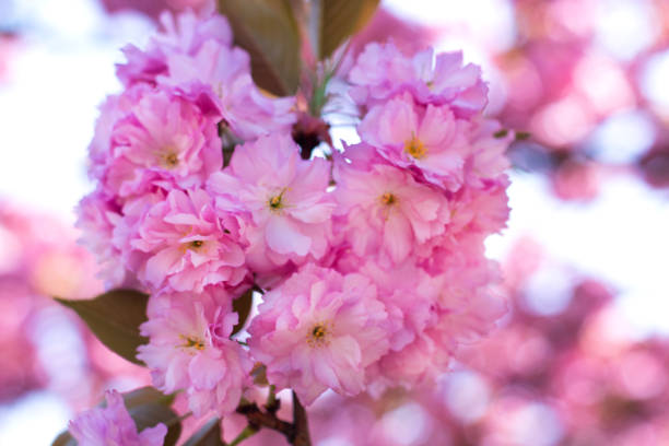 istock Sakura branch blooms. Gentle pink spring. Nature wakes up 1161457392