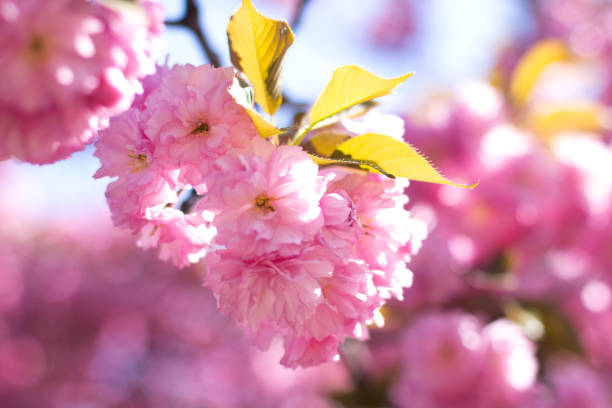 istock Sakura branch blooms. Gentle pink spring. Nature wakes up 1161457407