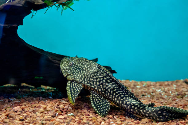 Huge ancistrus catfish fish. big tropical freshwater fish cleaning aquarium. Ancistrus dolichopterus Huge ancistrus catfish fish. big tropical freshwater fish cleaning aquarium. Ancistrus dolichopterus hypostomus plecostomus stock pictures, royalty-free photos & images