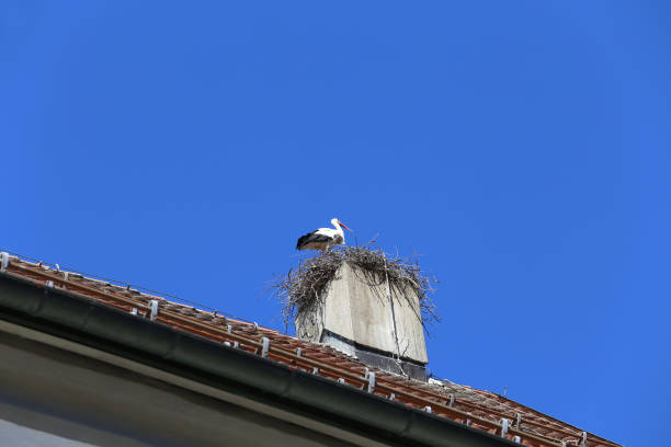 istock White stork make a nest on church chimney 1161458428