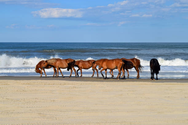 wild mustangs on beach - horse animals in the wild water beach imagens e fotografias de stock
